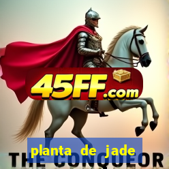 planta de jade significado espiritual